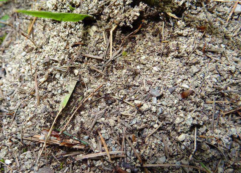 formiche : Genere Tetramorium